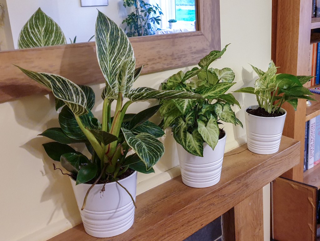 Image of a group of houseplants on a ledge