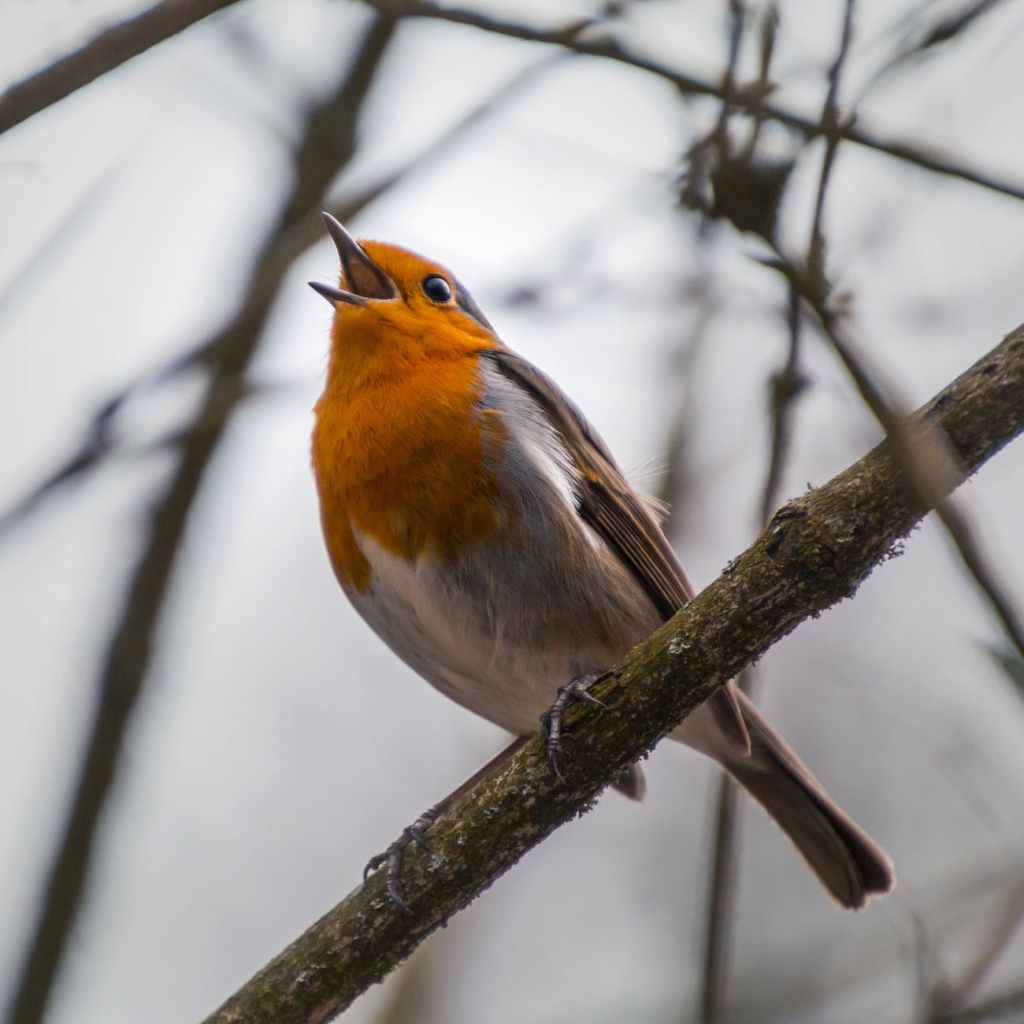 When did you last hear&nbsp;birdsong?
