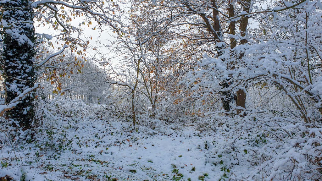 Picture of a snow scene in woodland