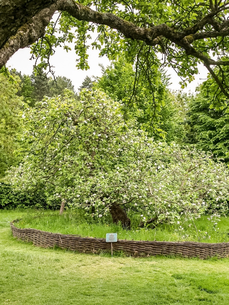Isaac Newton's garden in Lincolnshire showing the famous apple tree which inspired his theories of gravity