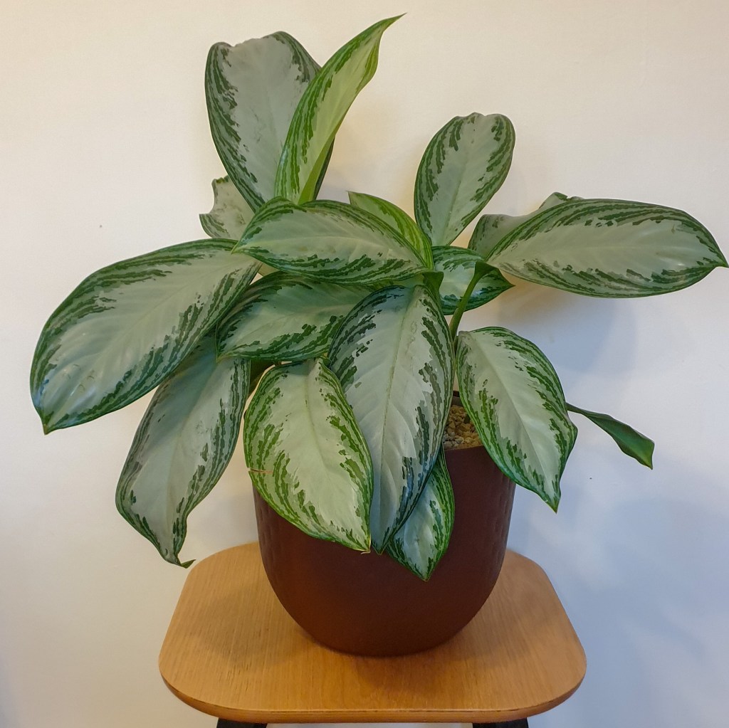 Planter containing two 17cm Aglaonema plants set up in a vulcaponic system. These are typically watered every 5 - 6 weeks