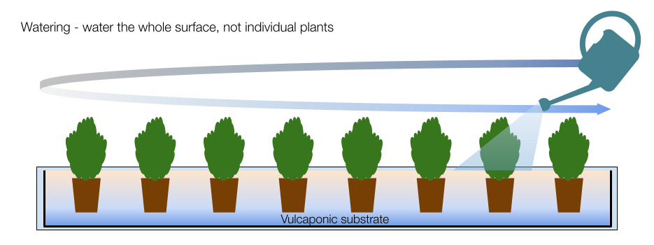 Diagram showing watering technique