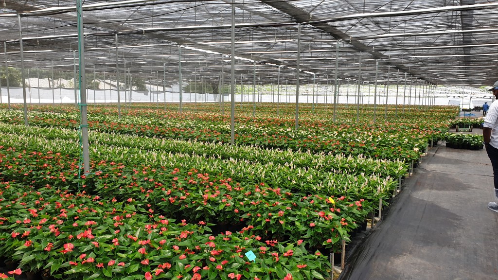 Anthurium plants at a nursery in India