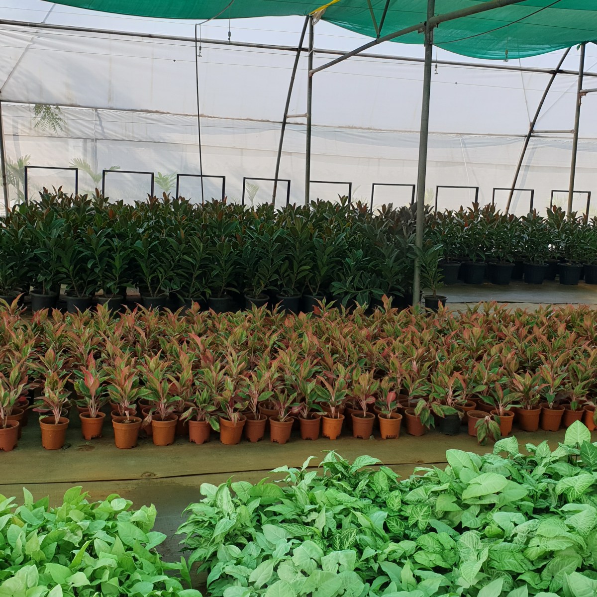 Are plants in buildings really green?  The environmental impact of interior&nbsp;landscaping