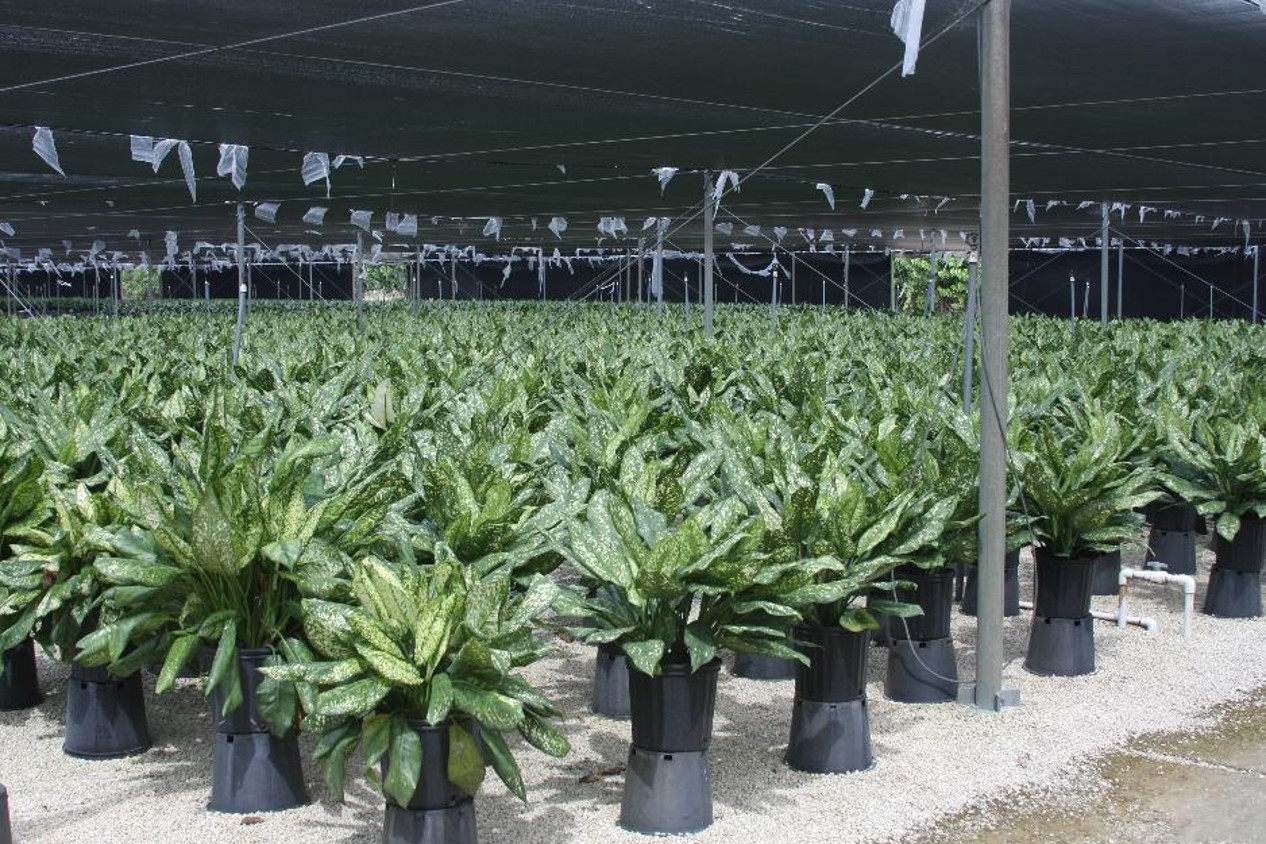 Plants grown under heavy shade in a US plant nursery