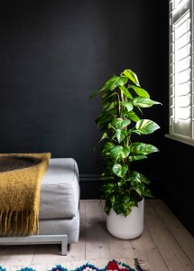 Plant by a window
