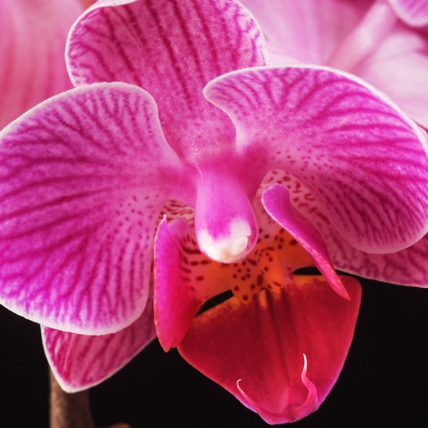 Easy exotica: how to get the best out of your&nbsp;orchids