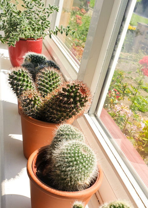 cacti on a windowsill