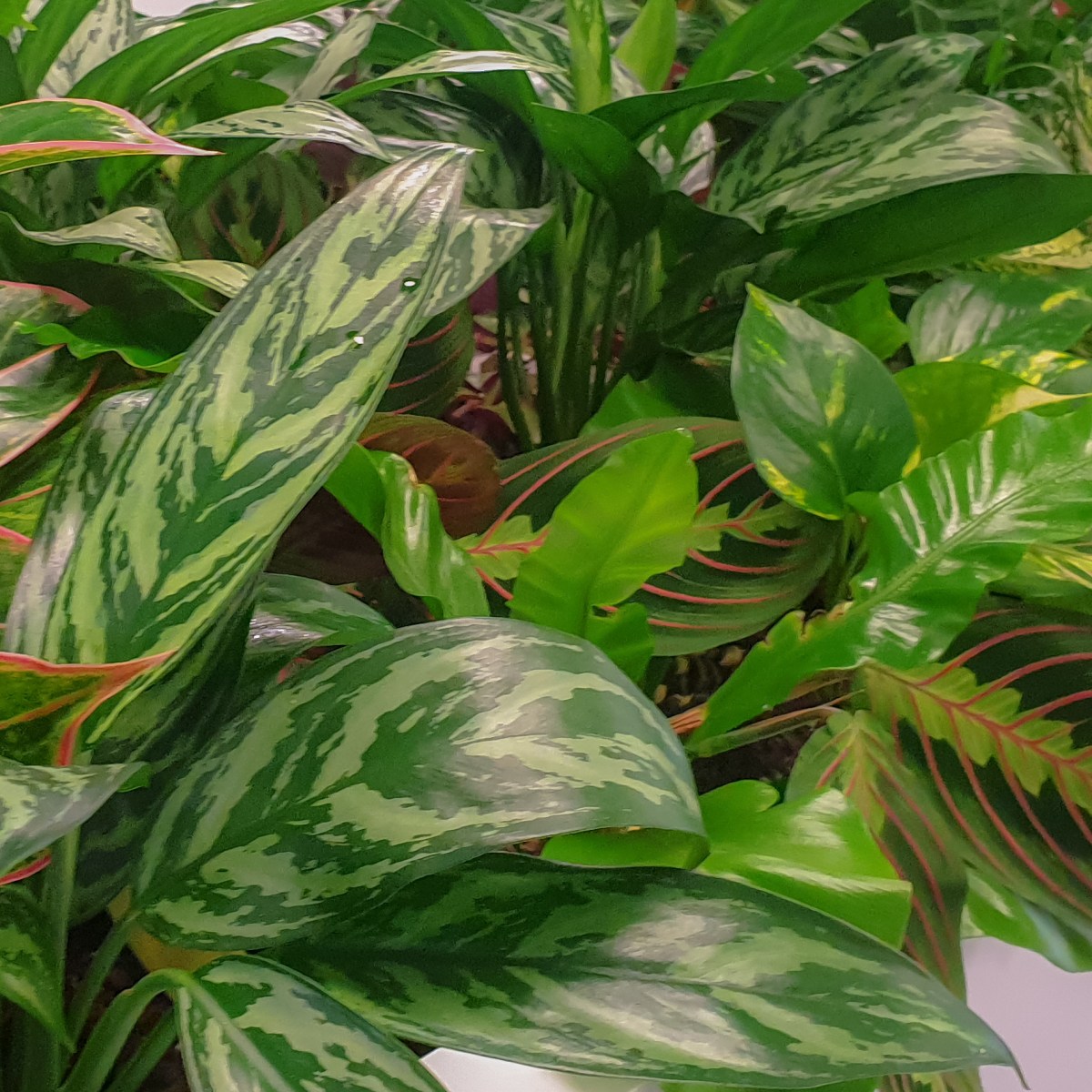 A problem with cabinet-top&nbsp;planters