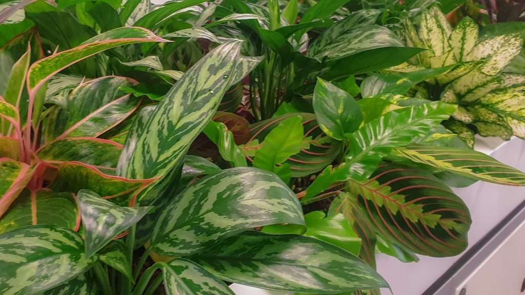 Close-up of a cabinet-top planter in an office with multiple tropical plants