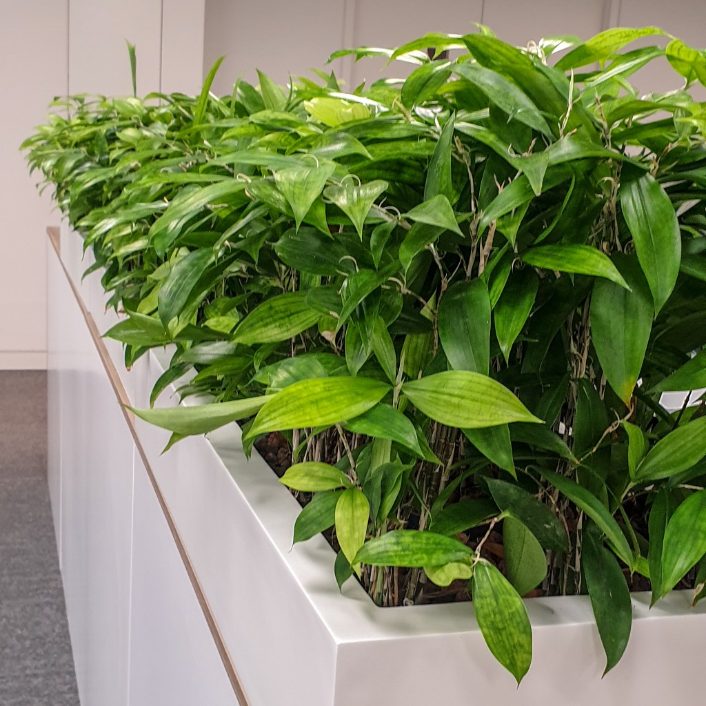 Shallow cabinet-top planter with hydro-culture plants