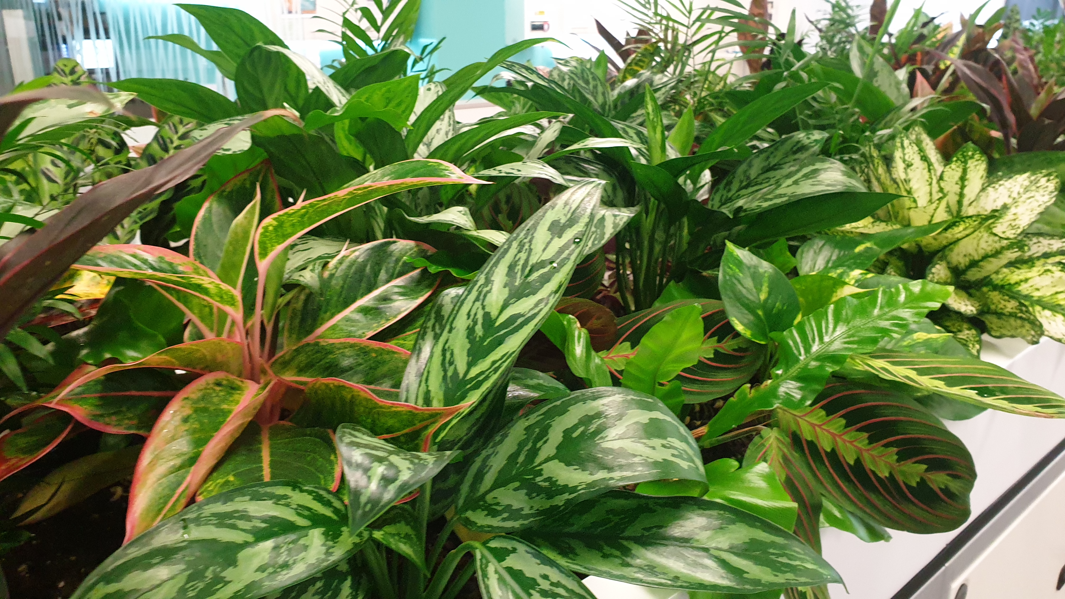 Shallow planter mounted on the top of office furniture
