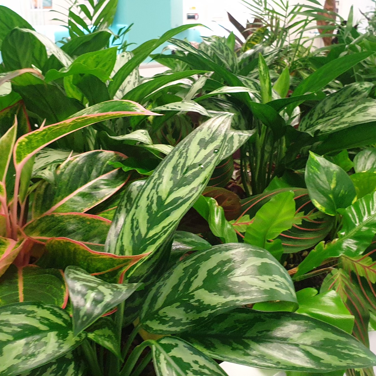 Cabinet-top planters: think of them as horizontal green&nbsp;walls