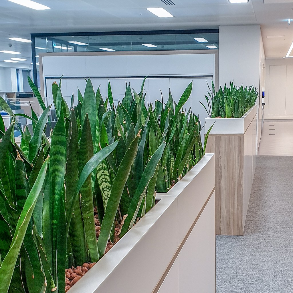 Sansevieria plants in shallow troughs