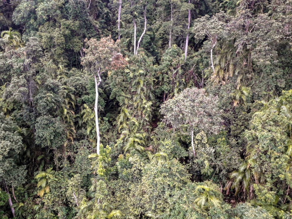 Northern Queensland rainforest, Australia. Image taken by the author
