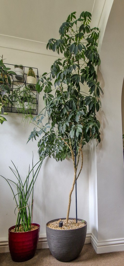 Schefflera arboricola.  13 years ago, this was a cheap plant from a DIY store in a 15cm pot.  Image by the author.